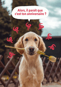 Un chien espiègle pour un anniversaire joyeux